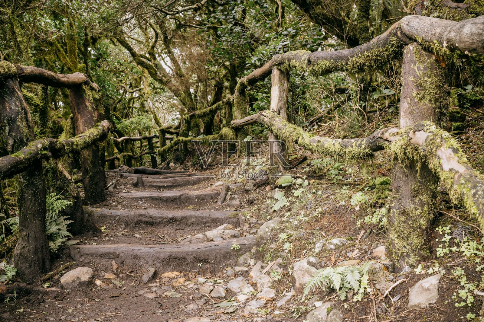 郁郁葱葱的绿色户外景观，以苔藓覆盖的台阶旋转楼梯为特色照片摄影图片