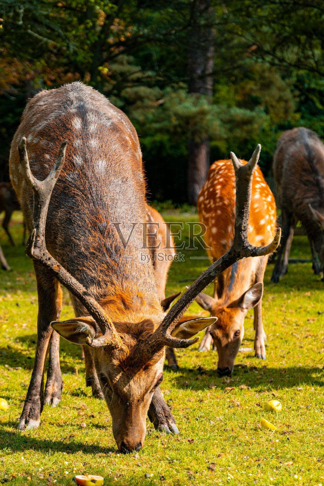 梅花鹿在一个阳光明媚的日子里在森林里吃东西照片摄影图片