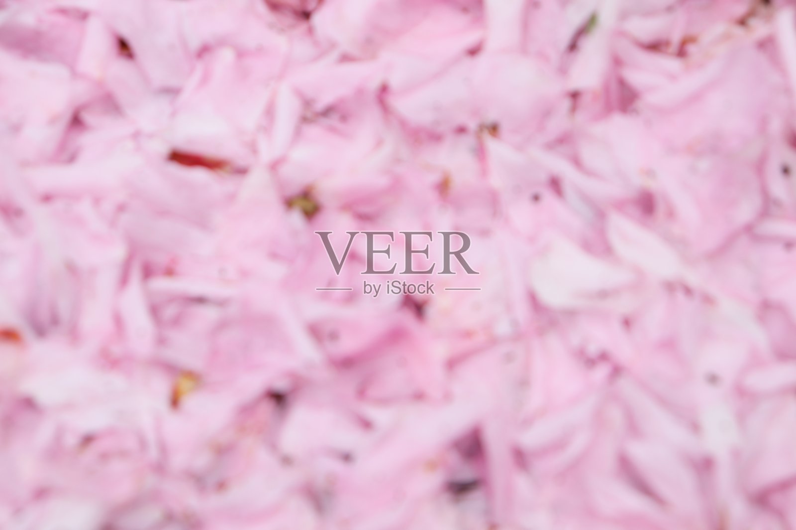 抽象的背景与粉红色的樱花图像照片摄影图片