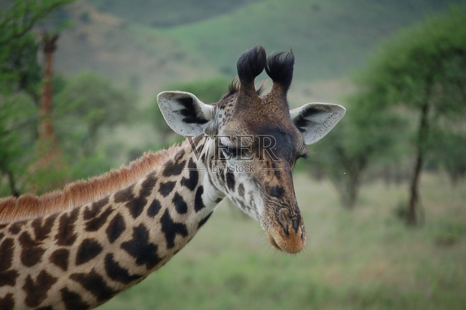 马赛长颈鹿肖像照片摄影图片