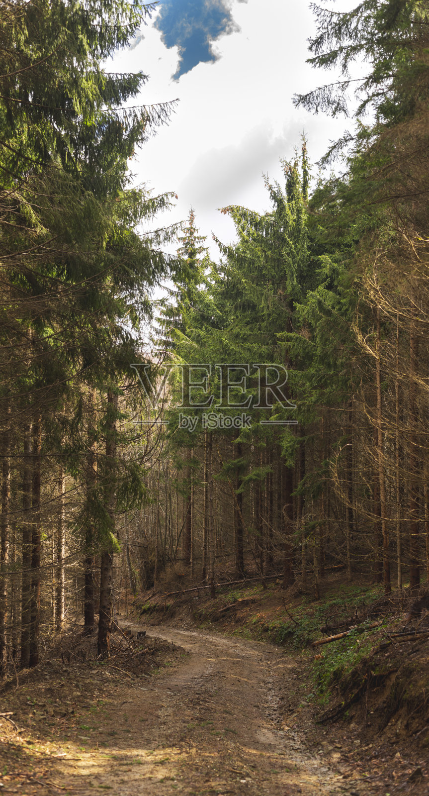 初春的山坡上的老松林照片摄影图片