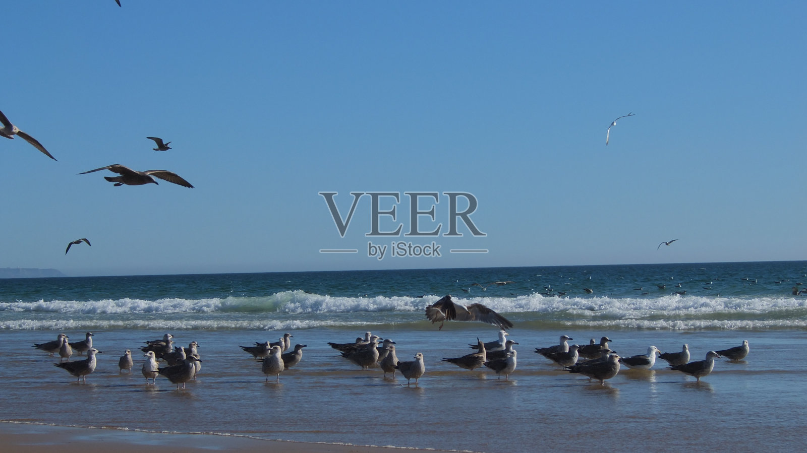 海滩上的海鸥照片摄影图片