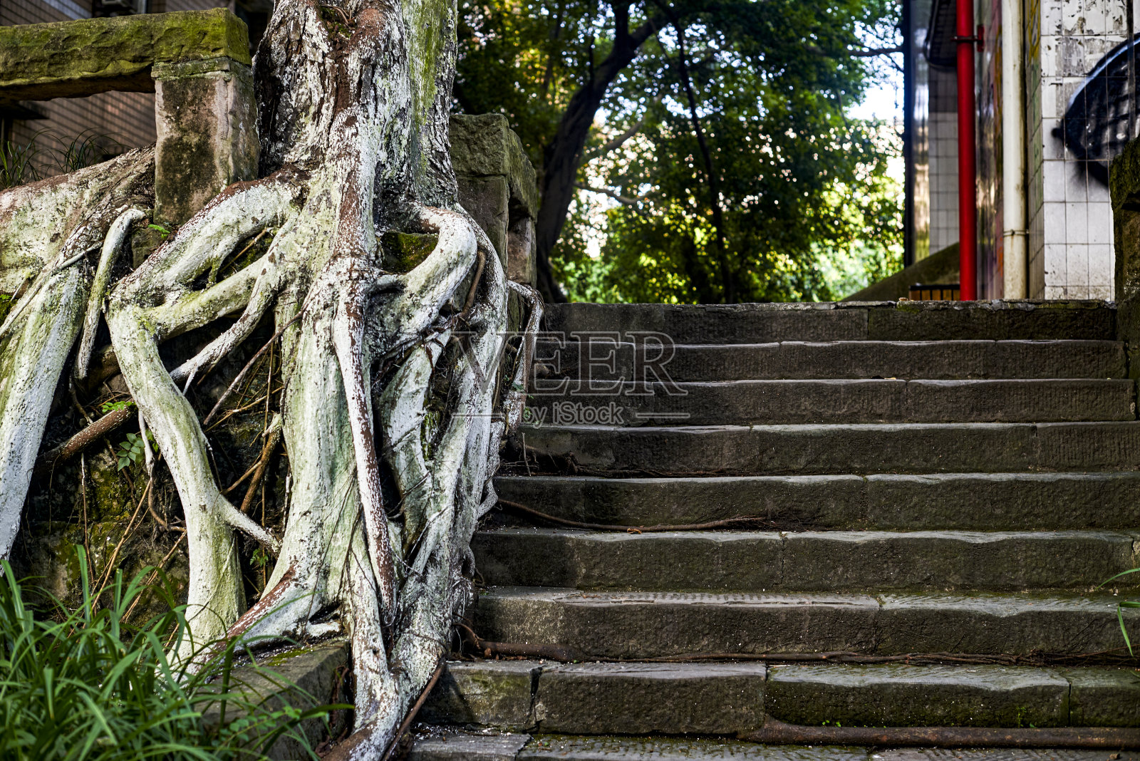 那棵老榕树依偎在楼梯旁。照片摄影图片