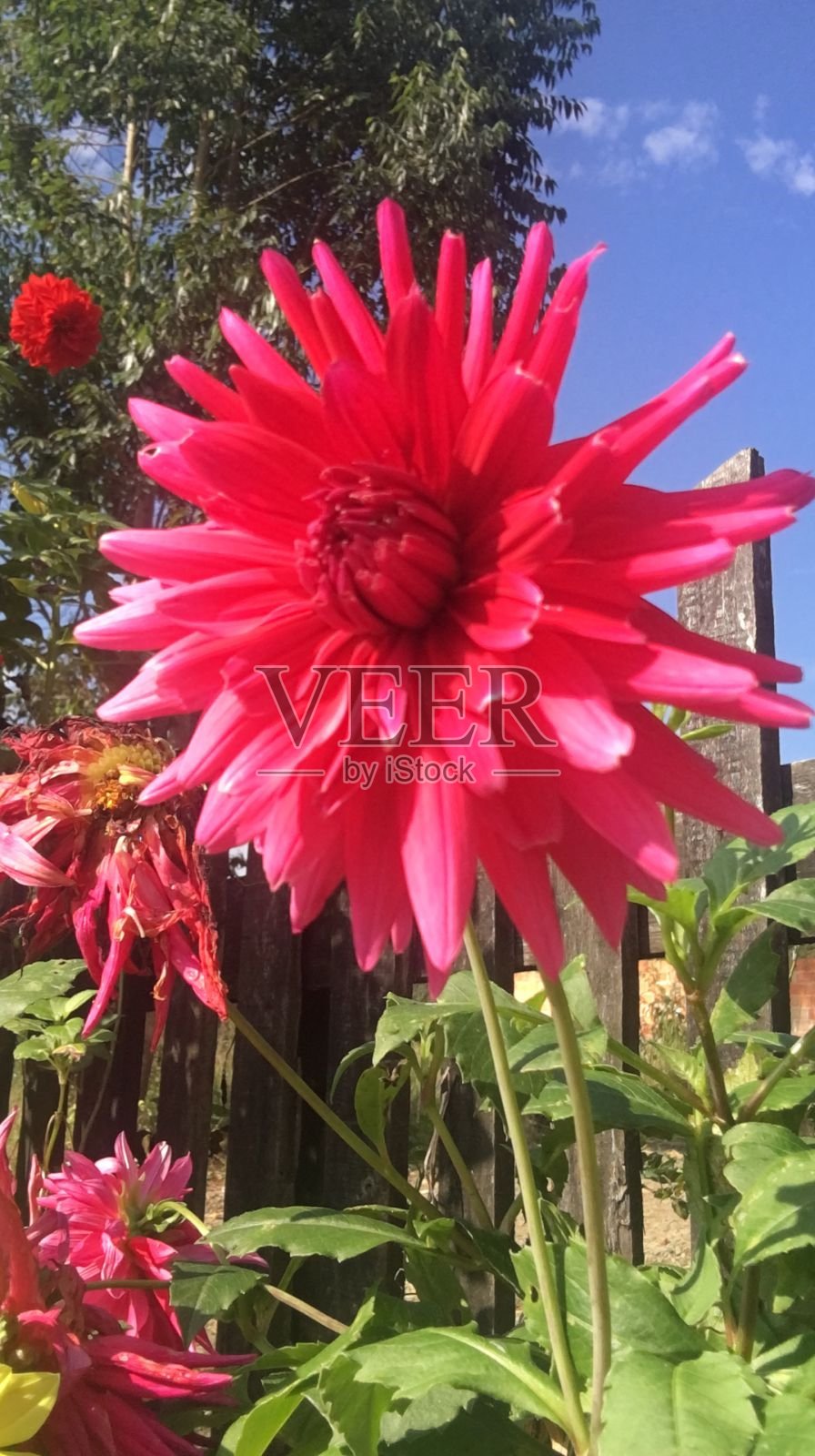 美丽的红色大丽花照片摄影图片