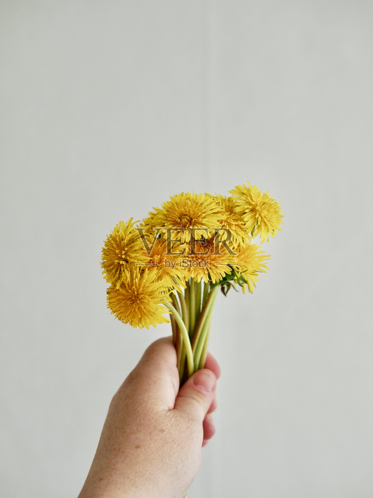 浅色背景上的一束黄色蒲公英。照片摄影图片