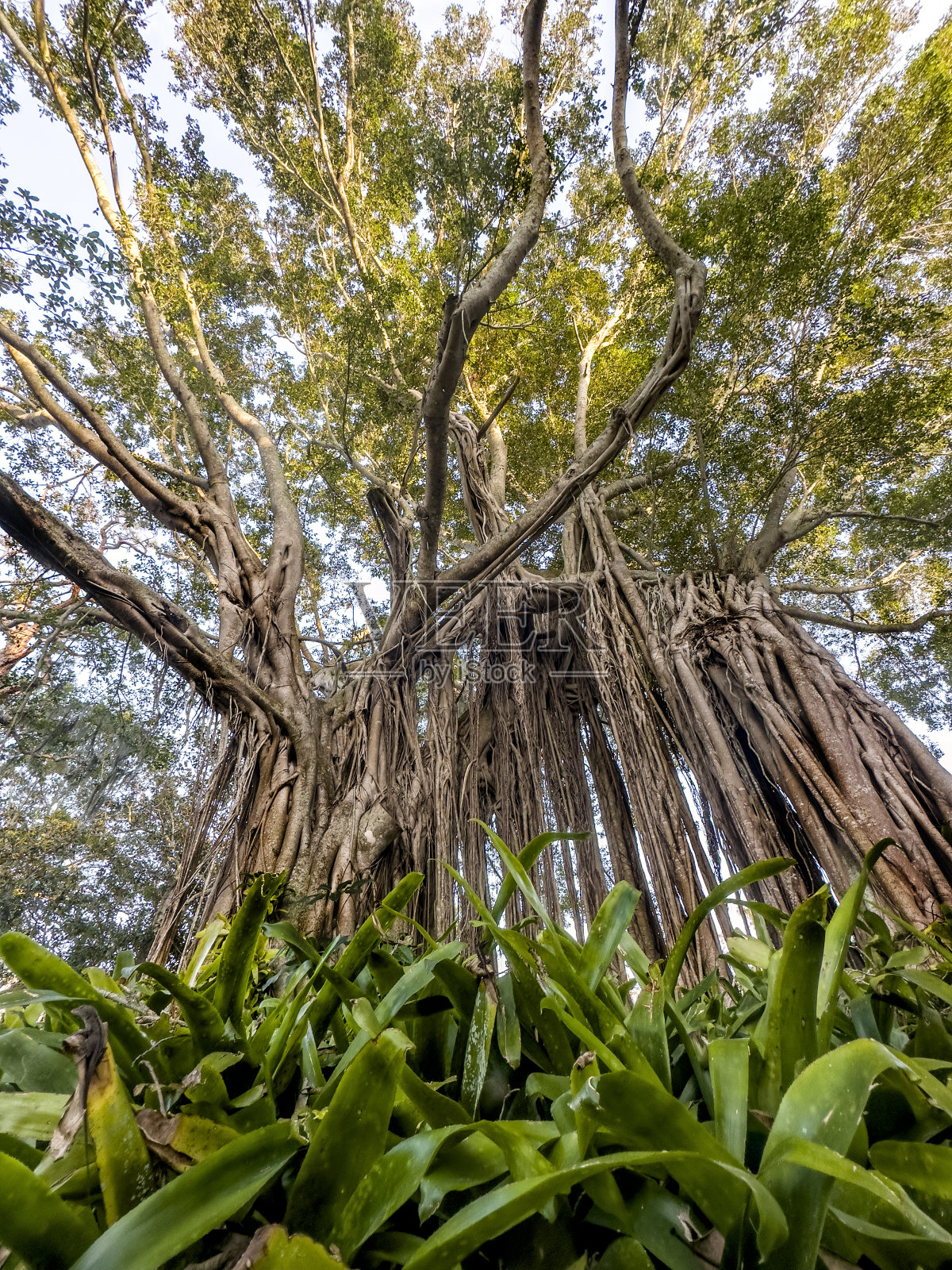 自然界中的大型热带乔木照片摄影图片