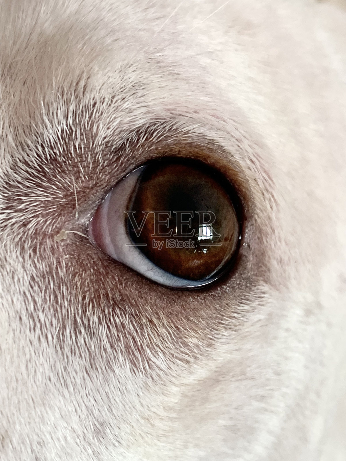 狗的眼睛照片摄影图片