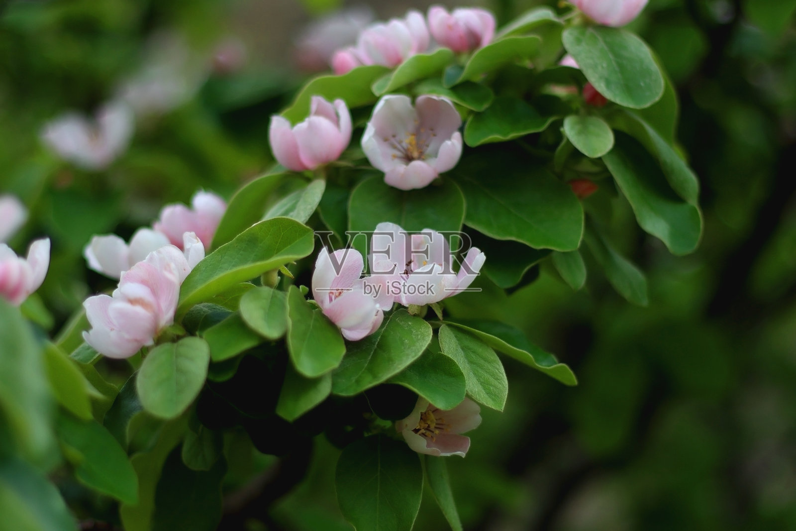 昆柏花照片摄影图片