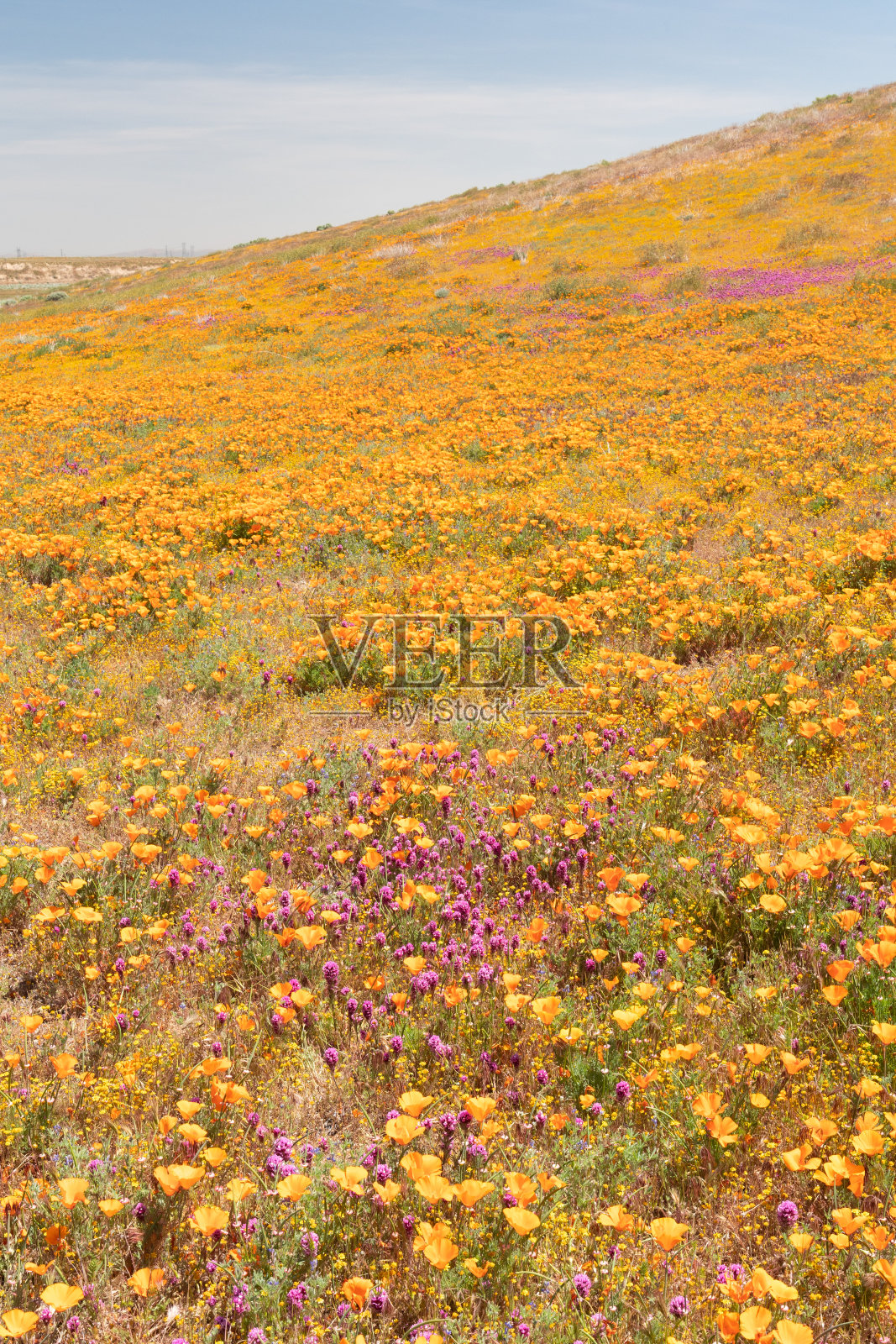 一片盛开的加州金色罂粟地照片摄影图片