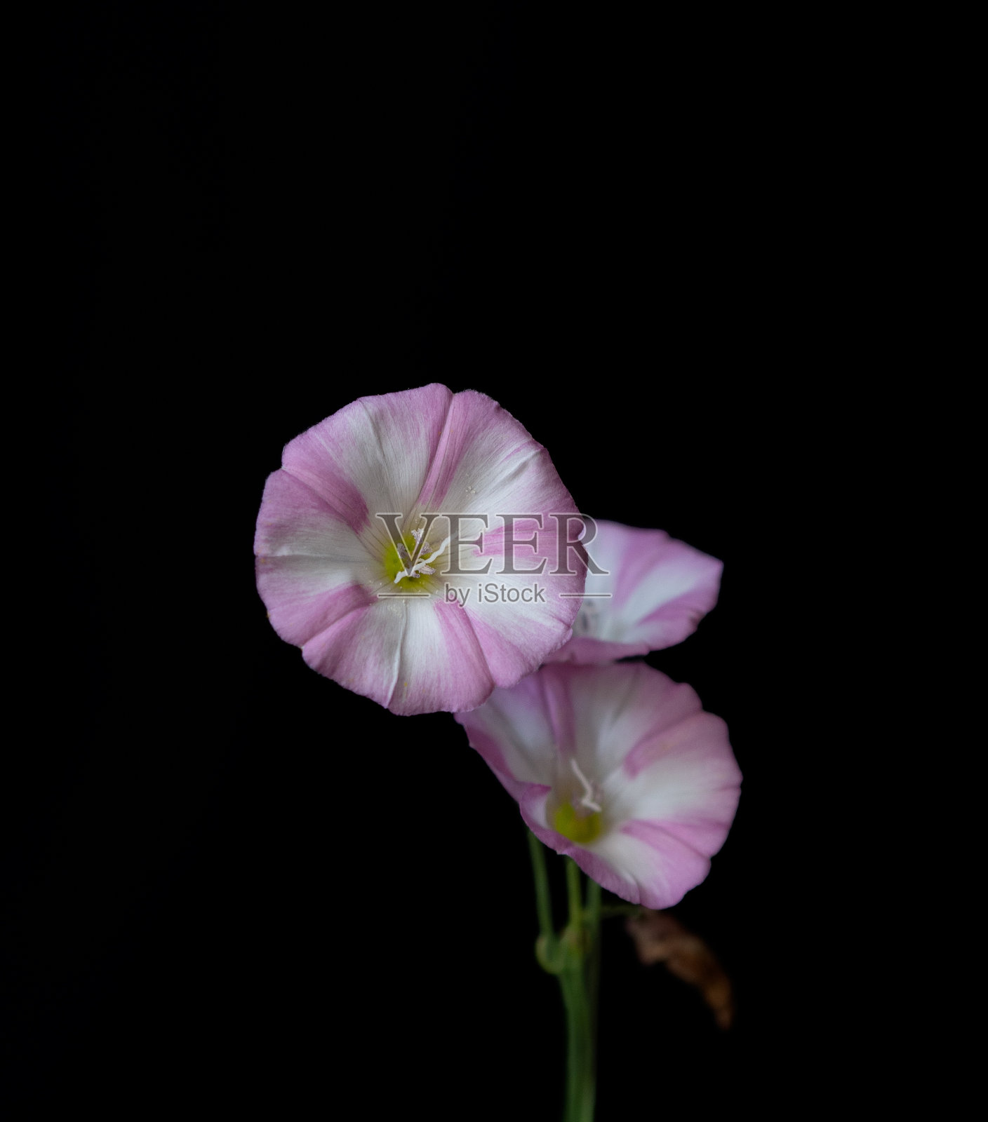 白色和粉红色的花，黑色背景照片摄影图片