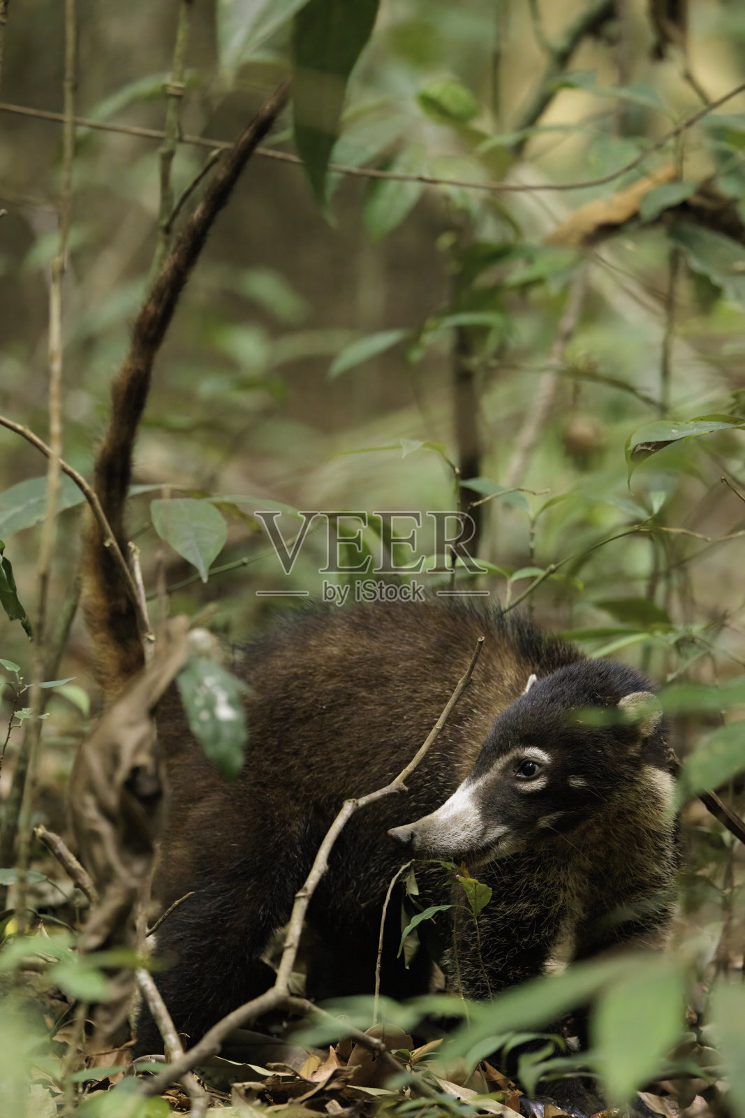 漫步在哥斯达黎加奥萨半岛科尔科瓦多国家公园的野生浣熊照片摄影图片