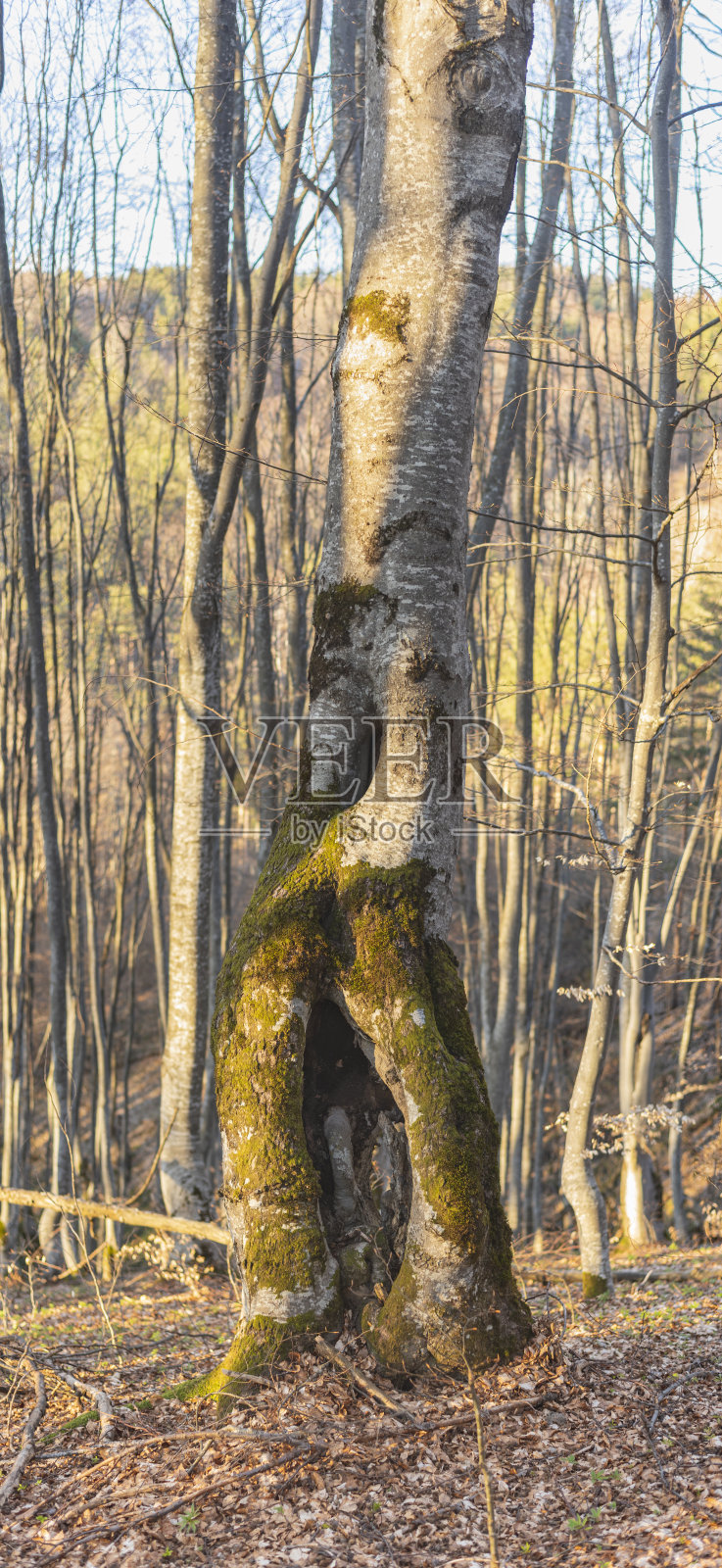 初春山坡上的老山毛榉树林照片摄影图片