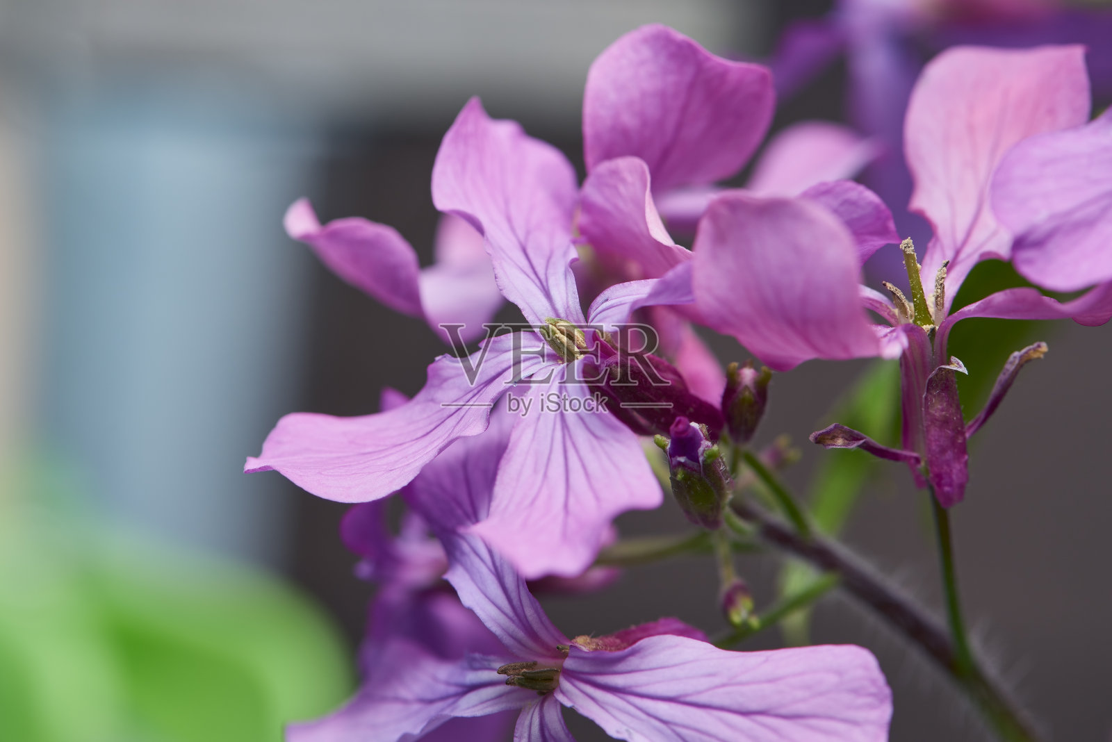 诚实照片摄影图片