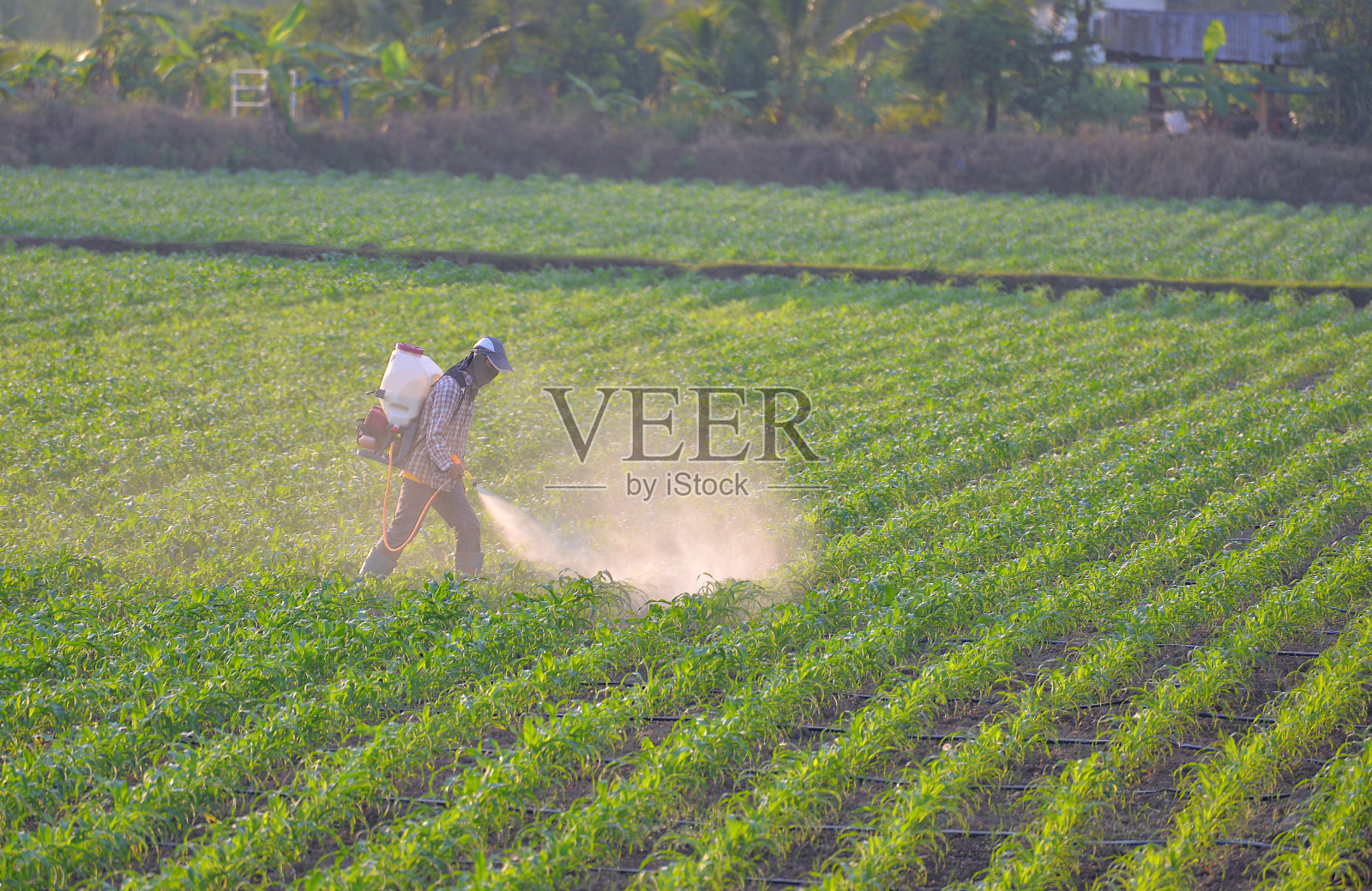 身穿安全制服的农民正在喷洒农药照片摄影图片