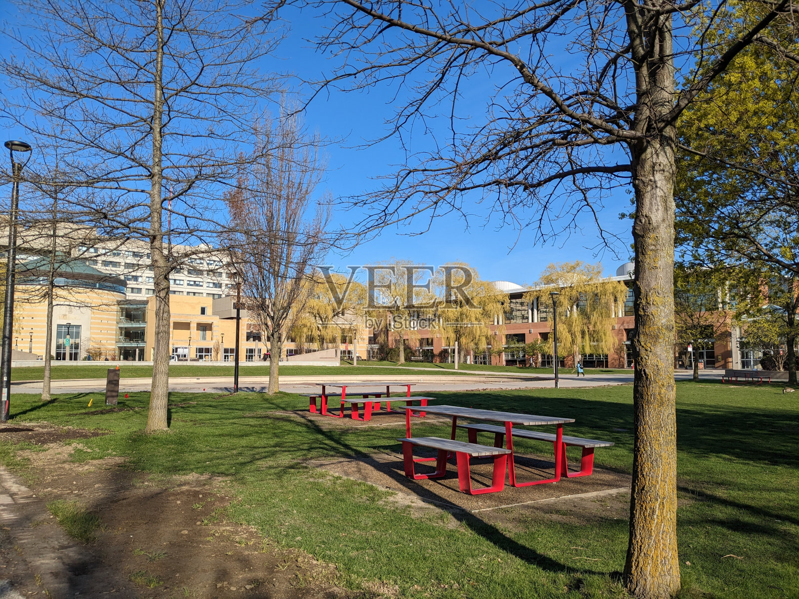 春天公园的风景。这张照片摄于2023年4月的多伦多约克大学。照片摄影图片