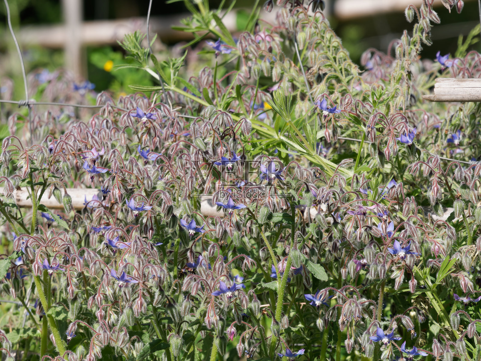 波拉哥花照片摄影图片