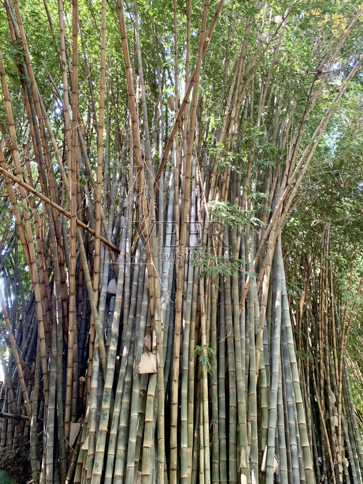 巨大的竹子照片摄影图片