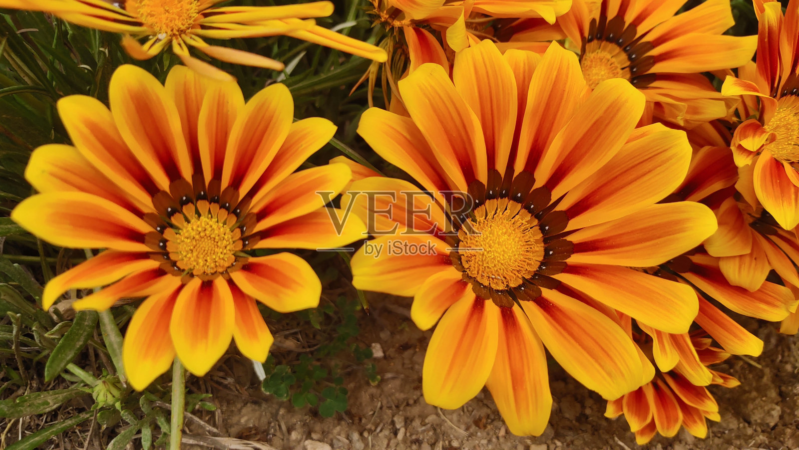 花照片摄影图片