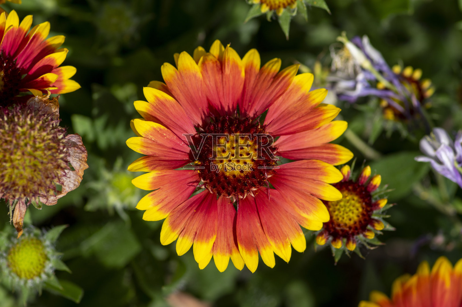 红黄花开花，常见毯花开花植物，群瓣花照片摄影图片