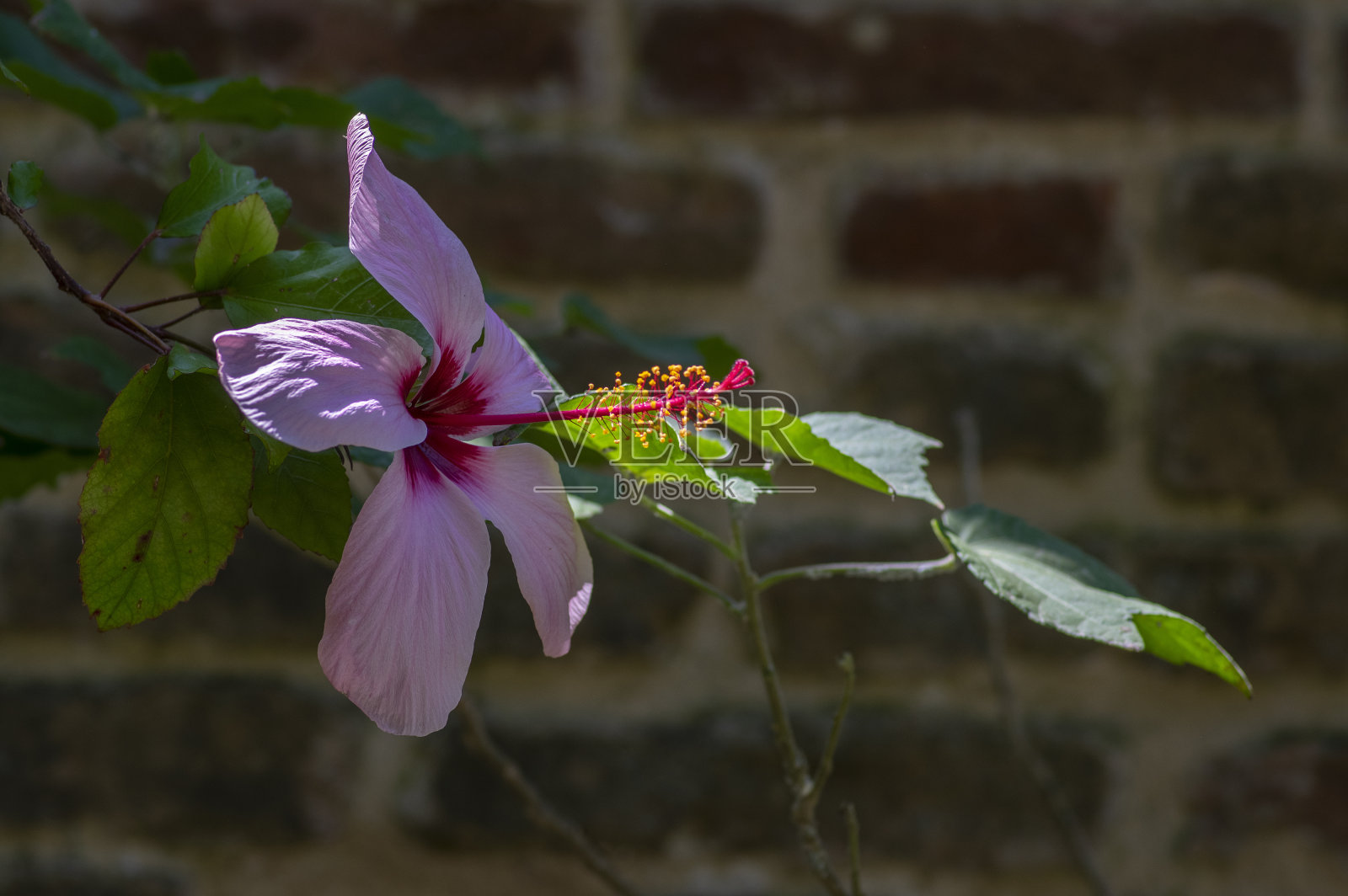 玫瑰芙蓉粉红色开花的中国玫瑰热带玫瑰锦葵植物，鲜艳鲜艳的花朵盛开照片摄影图片