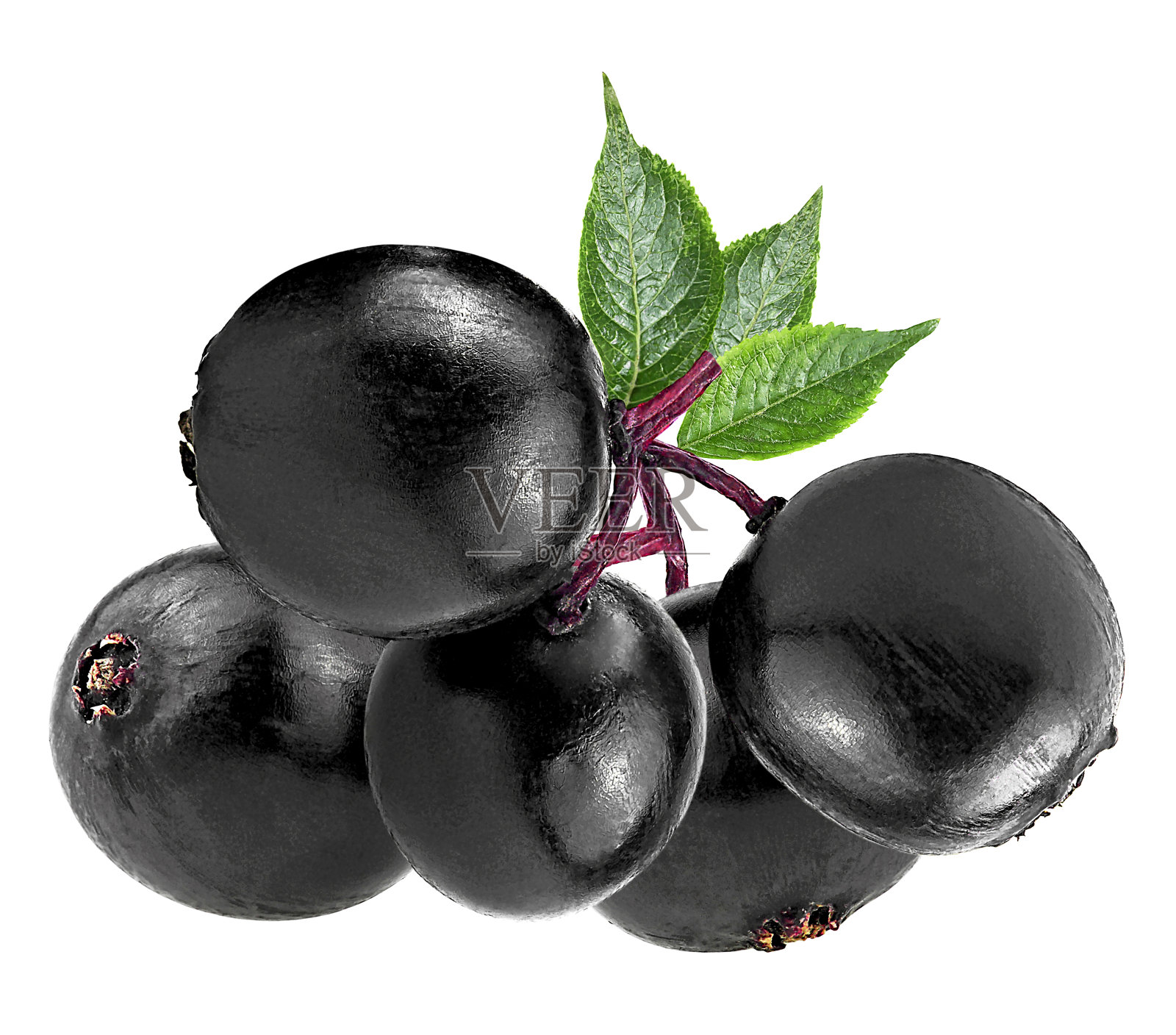 带叶子的新鲜黑莓——一串串的树莓被隔离在白色的背景上。有机产品。照片摄影图片