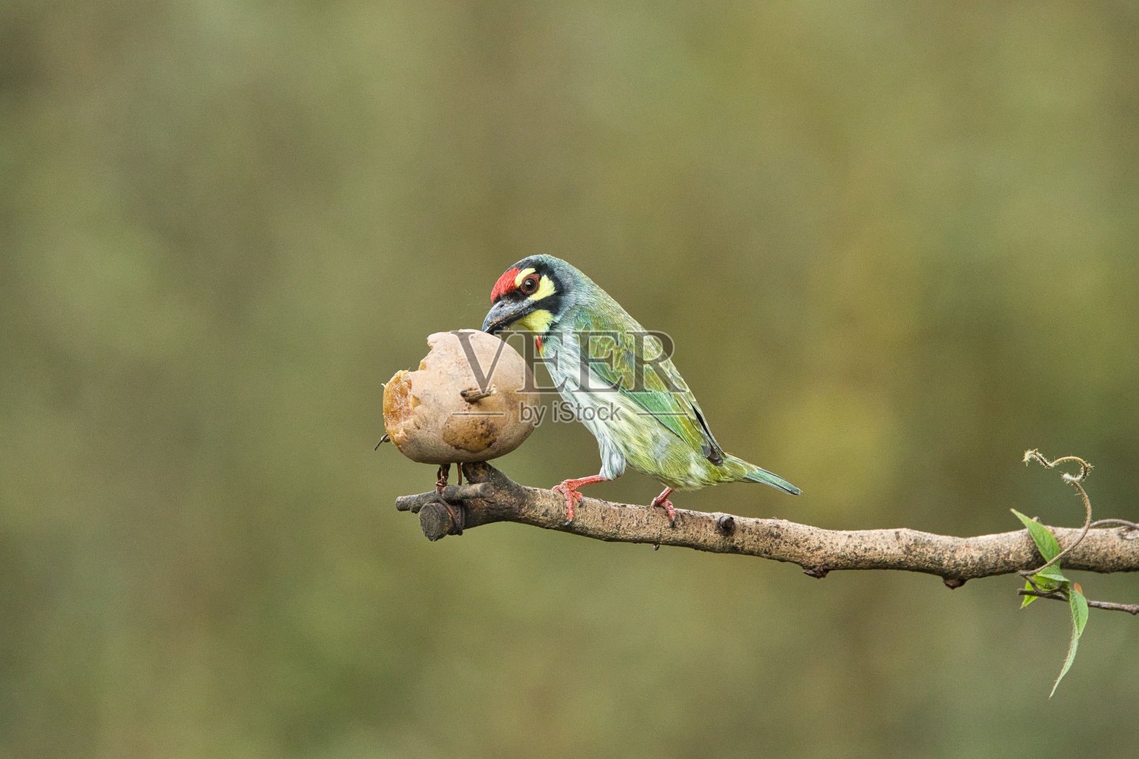 印度卡纳塔克邦的铜匠烤架上有美丽背景的水果。照片摄影图片