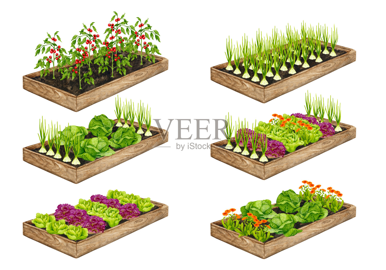 一套种植蔬菜的木制花园床:西红柿，生菜，洋葱，卷心菜，金盏花。水彩画以园艺为主题，以春苗、种植蔬菜为元素。插画图片素材