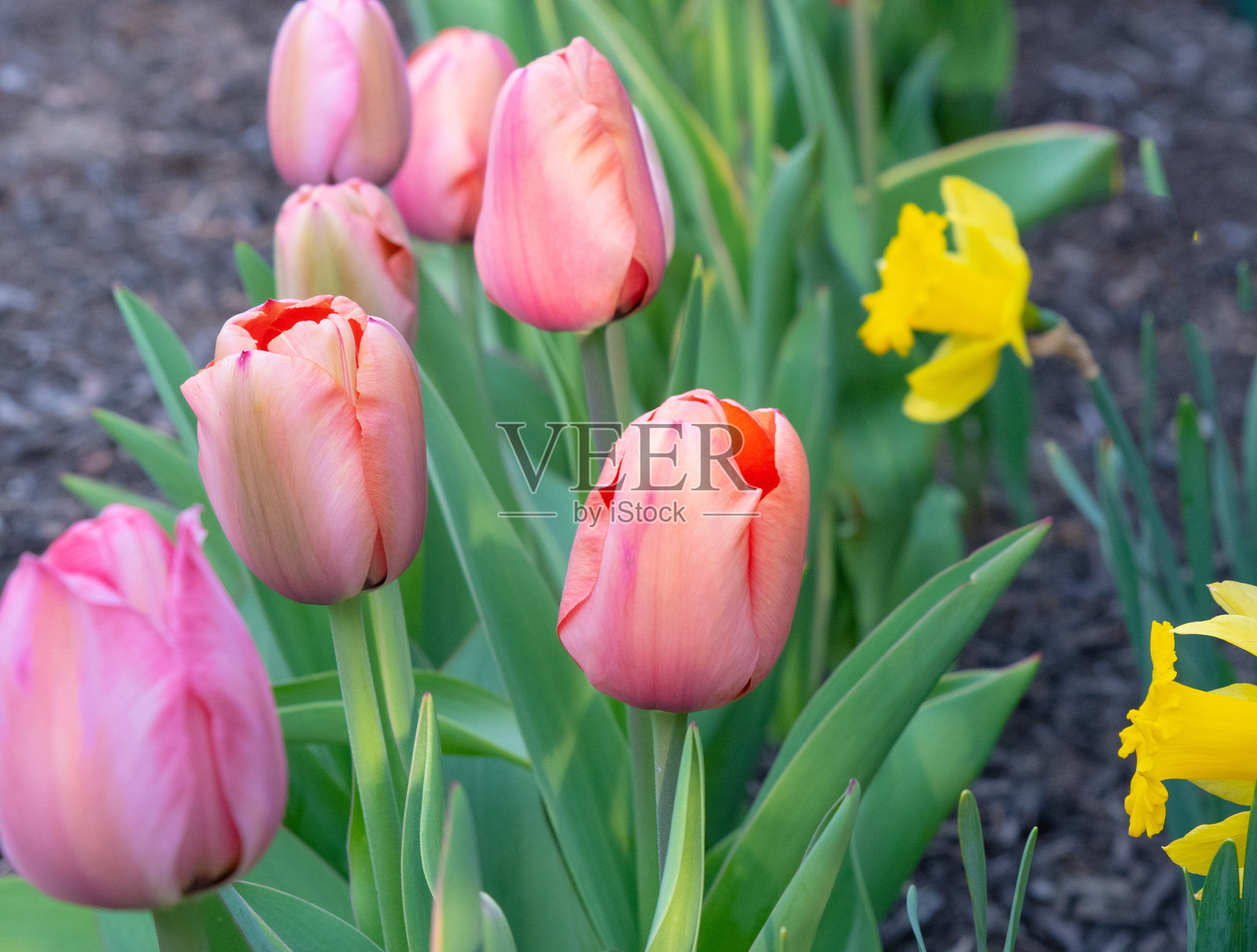 春天郁金香——印第安纳州霍华德县照片摄影图片