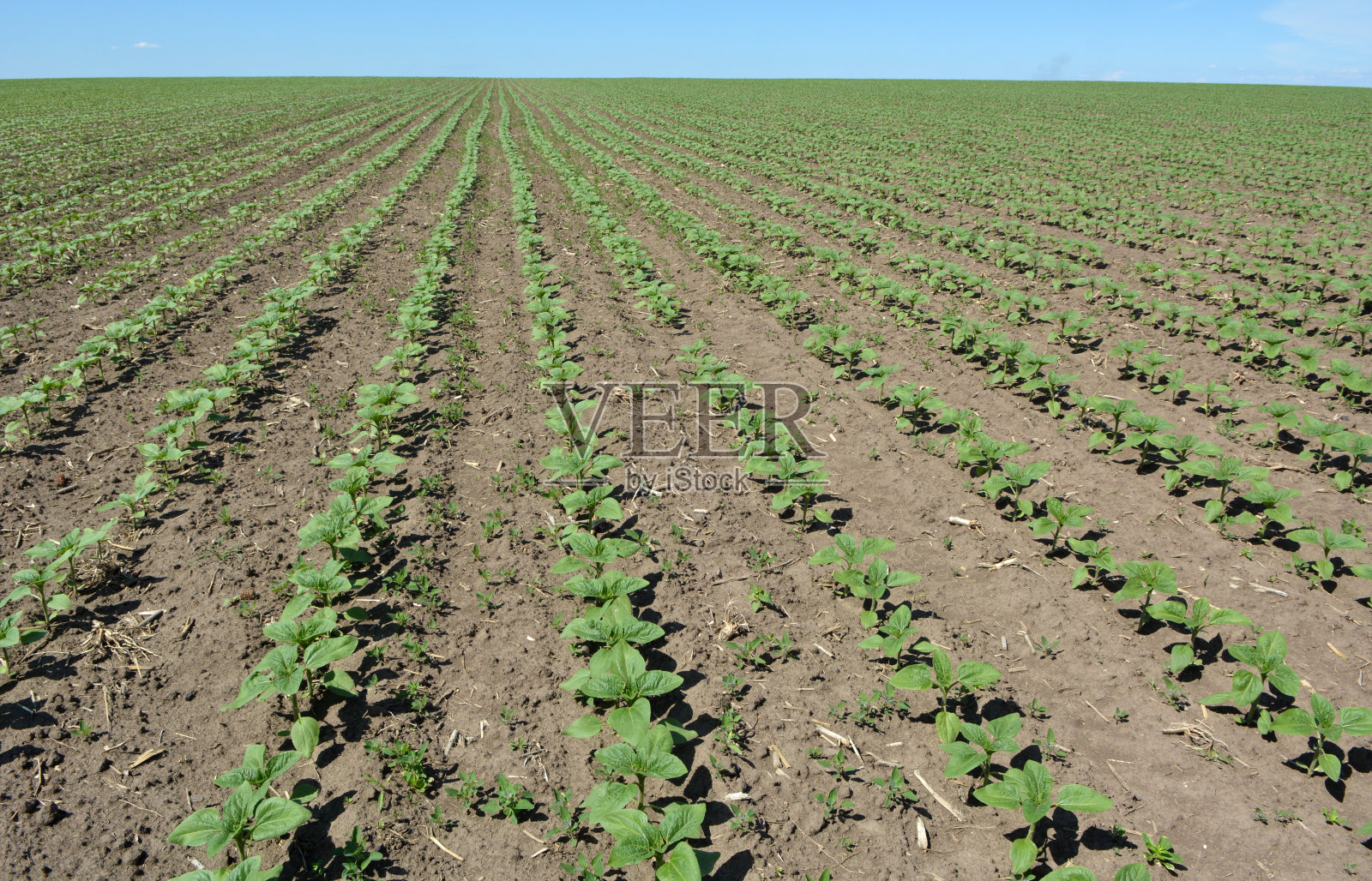 向日葵生长在农田里。照片摄影图片