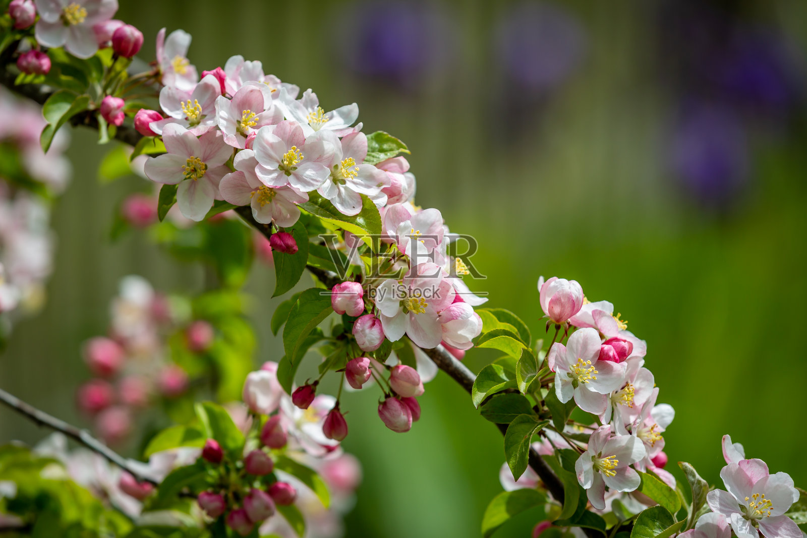 美丽的春花在阳光下绽放，景深浅照片摄影图片