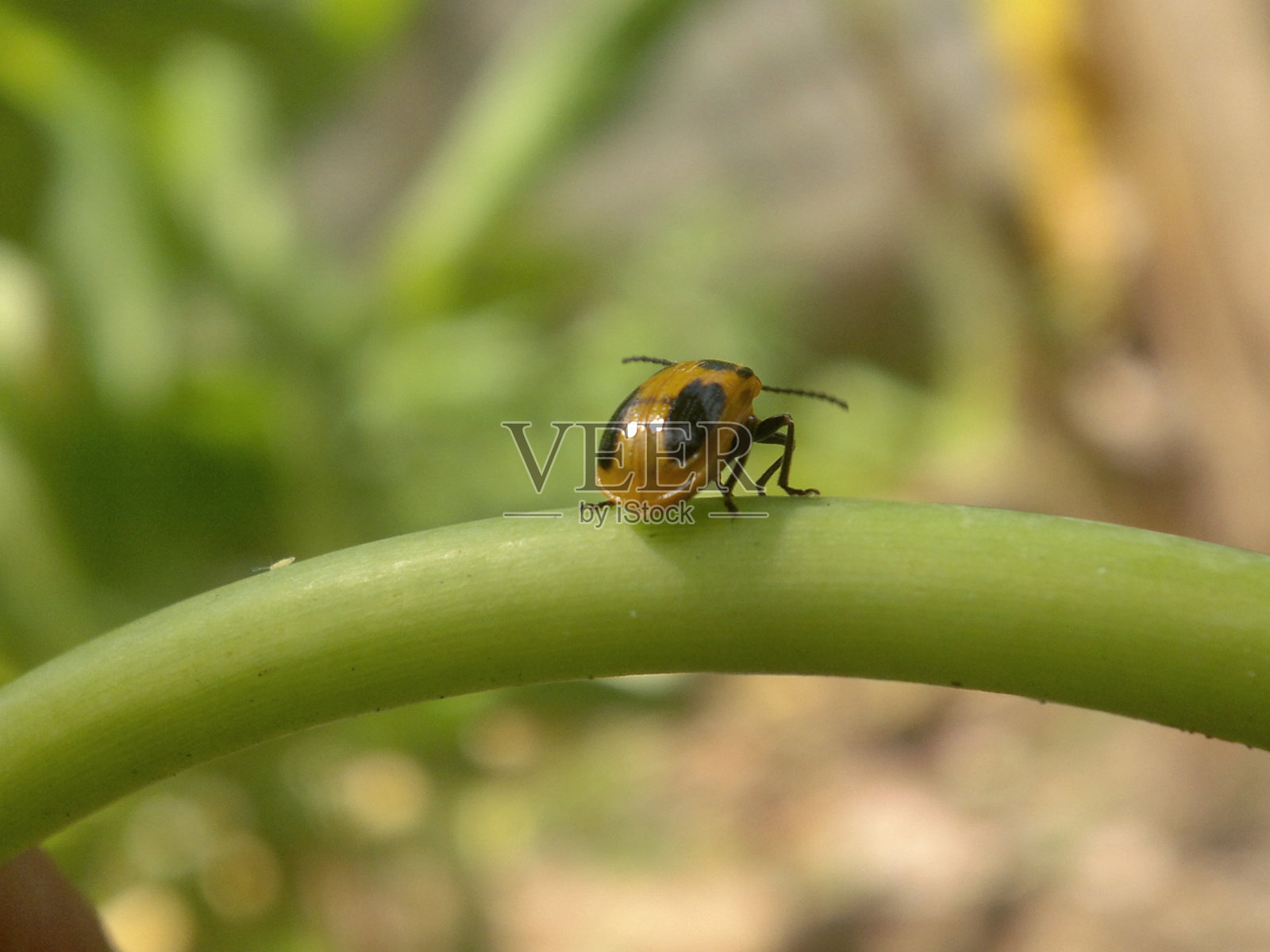 南瓜甲虫是寄生在绿叶茎上的叶甲虫，金盏花科，叶甲虫照片摄影图片