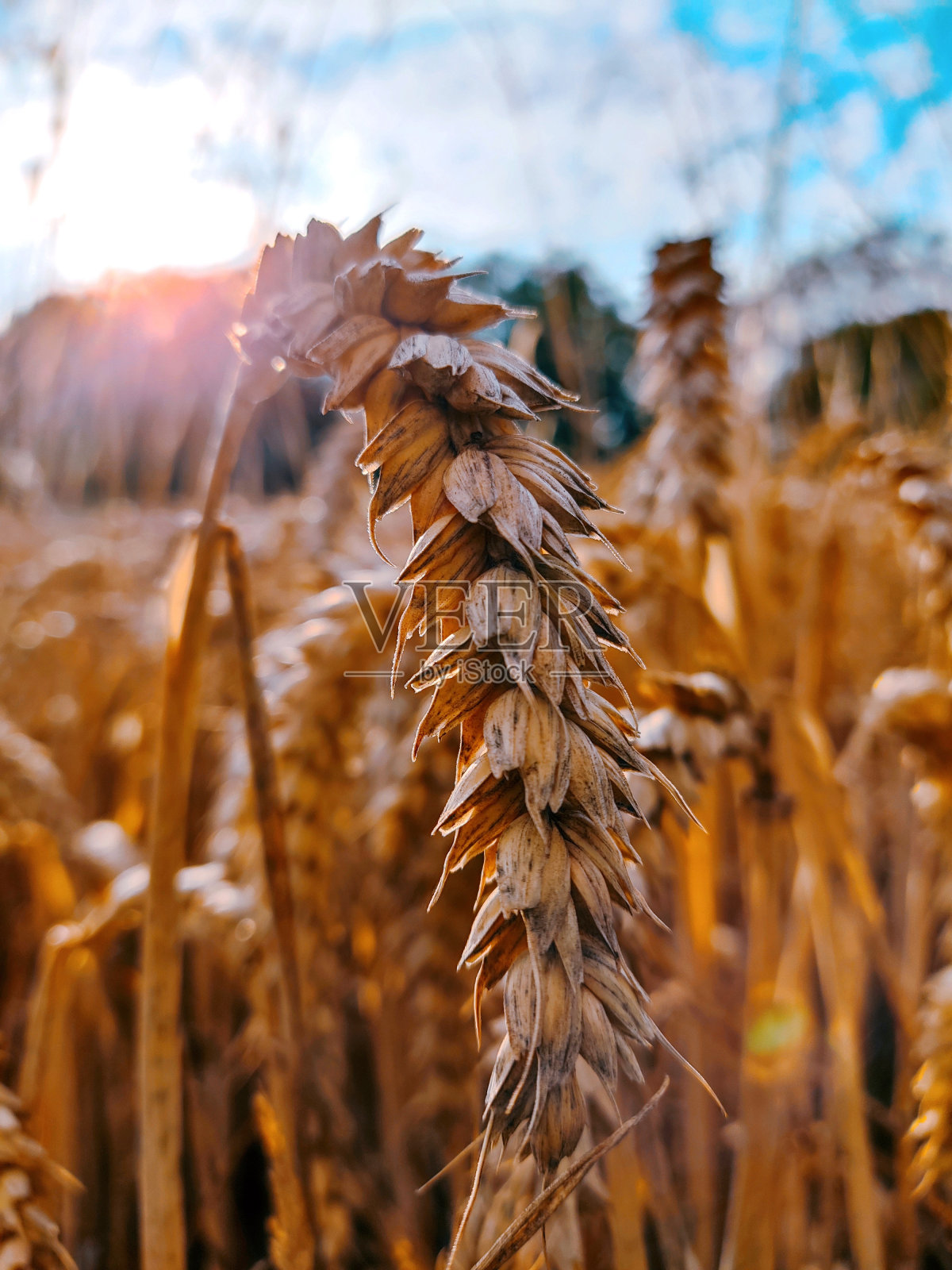 夏天的黑麦田照片摄影图片