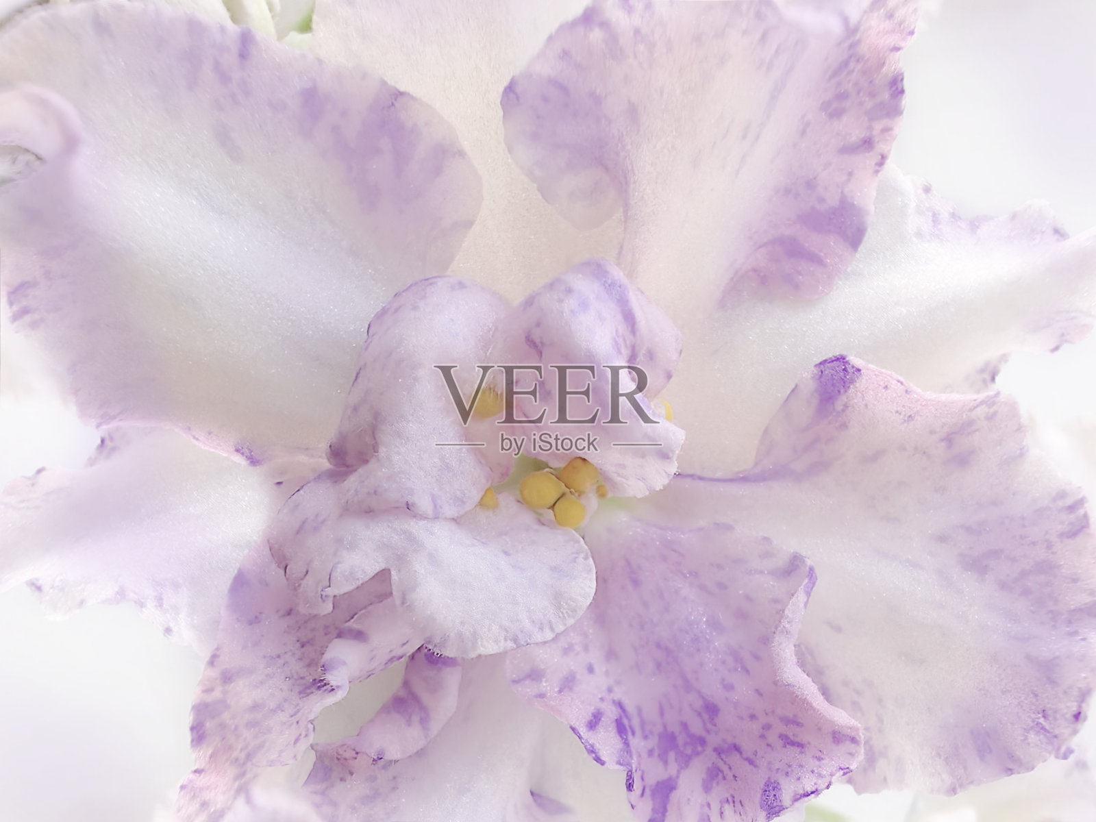 精致的自然花卉背景，浅紫色柔和的颜色。大自然中紫罗兰花朵的质感，柔焦，微距。照片摄影图片