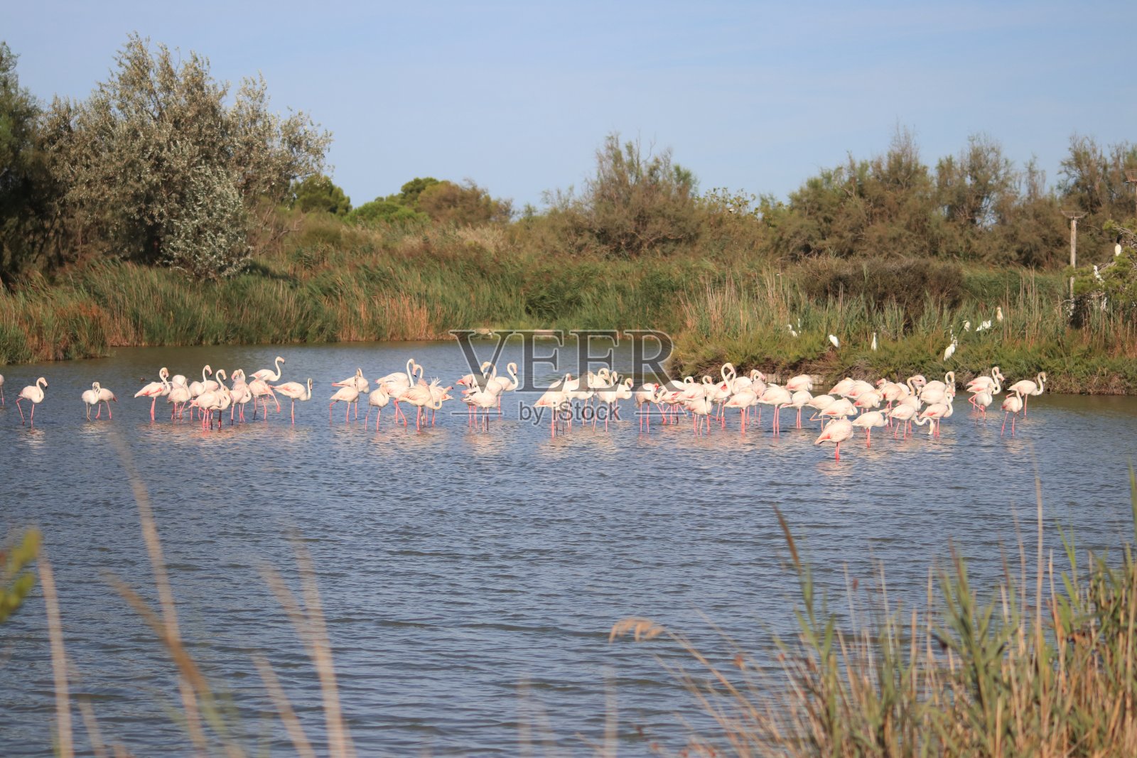 卡马格的fenicotteri照片摄影图片