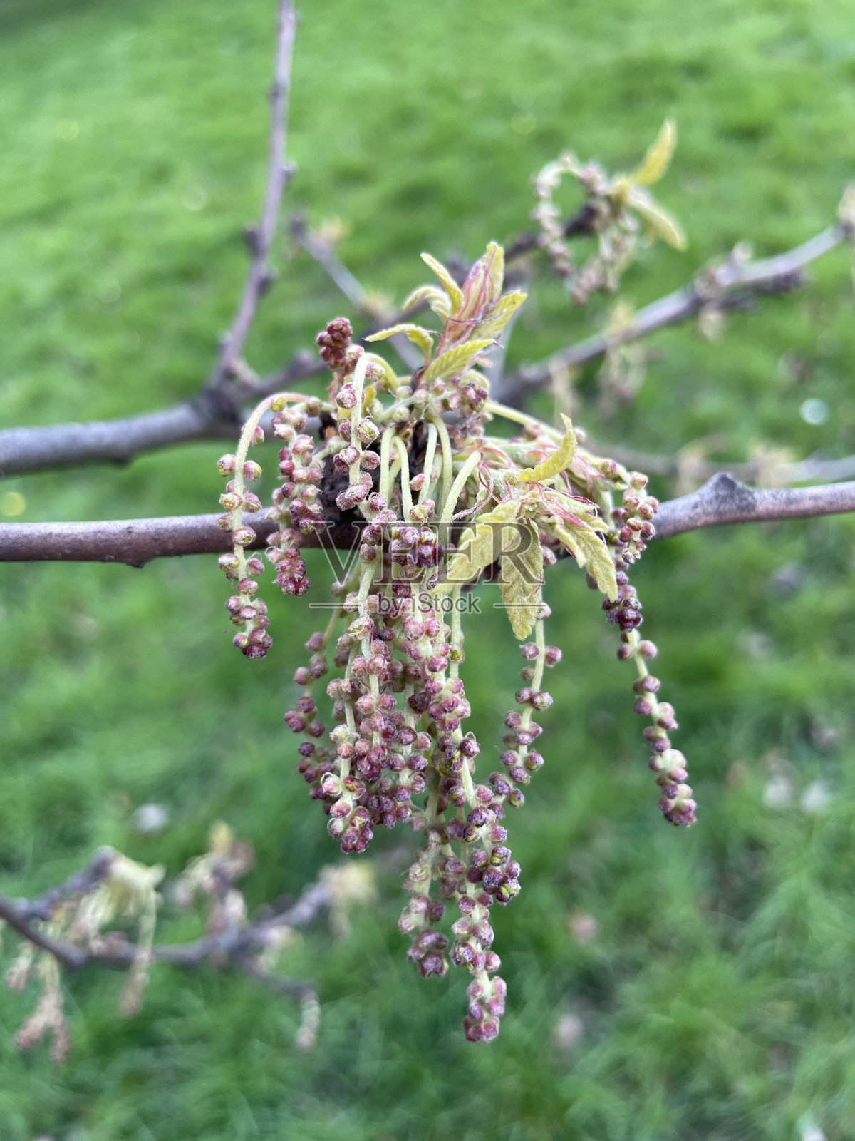土耳其橡木-细枝和雄柳絮照片摄影图片