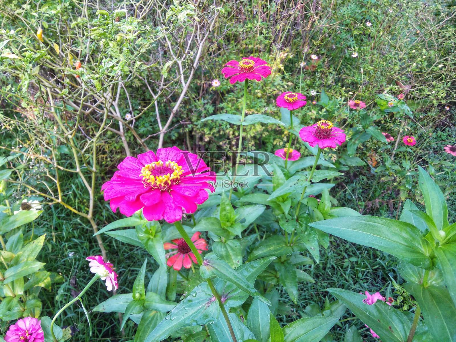 普通百日草或百日草照片摄影图片