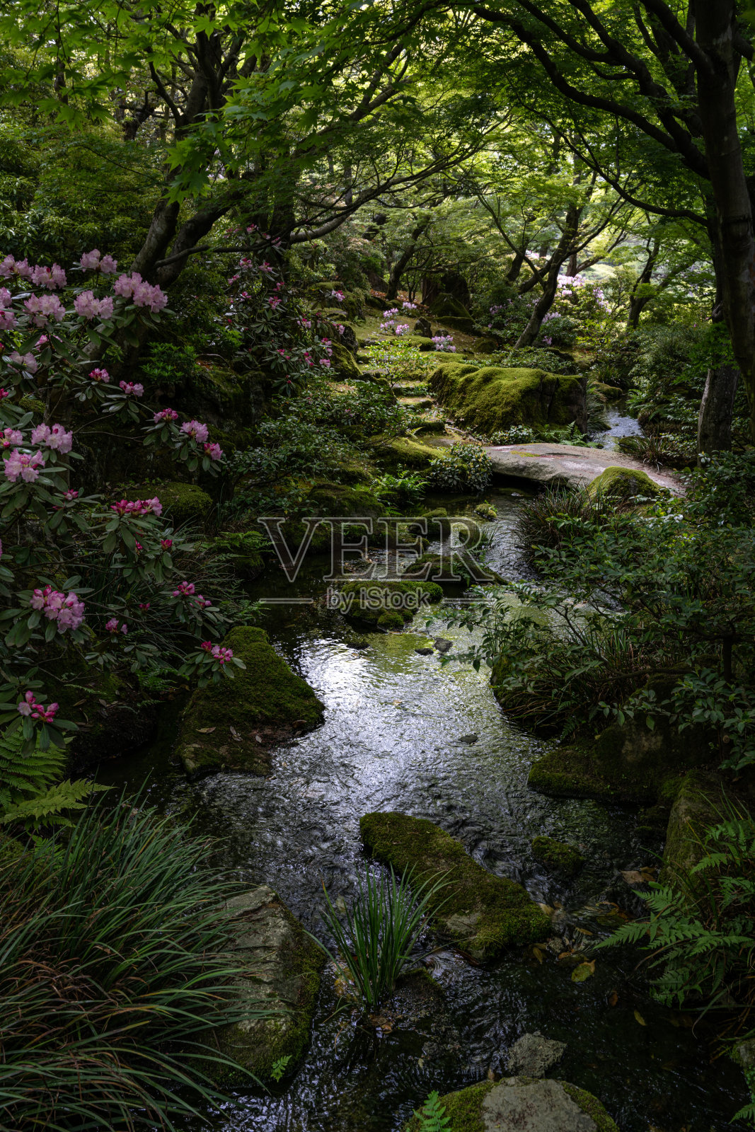 光线微弱的日式花园照片摄影图片