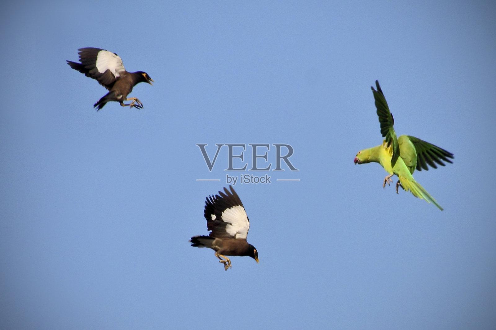 玫瑰环长尾小鹦鹉飞行的照片照片摄影图片