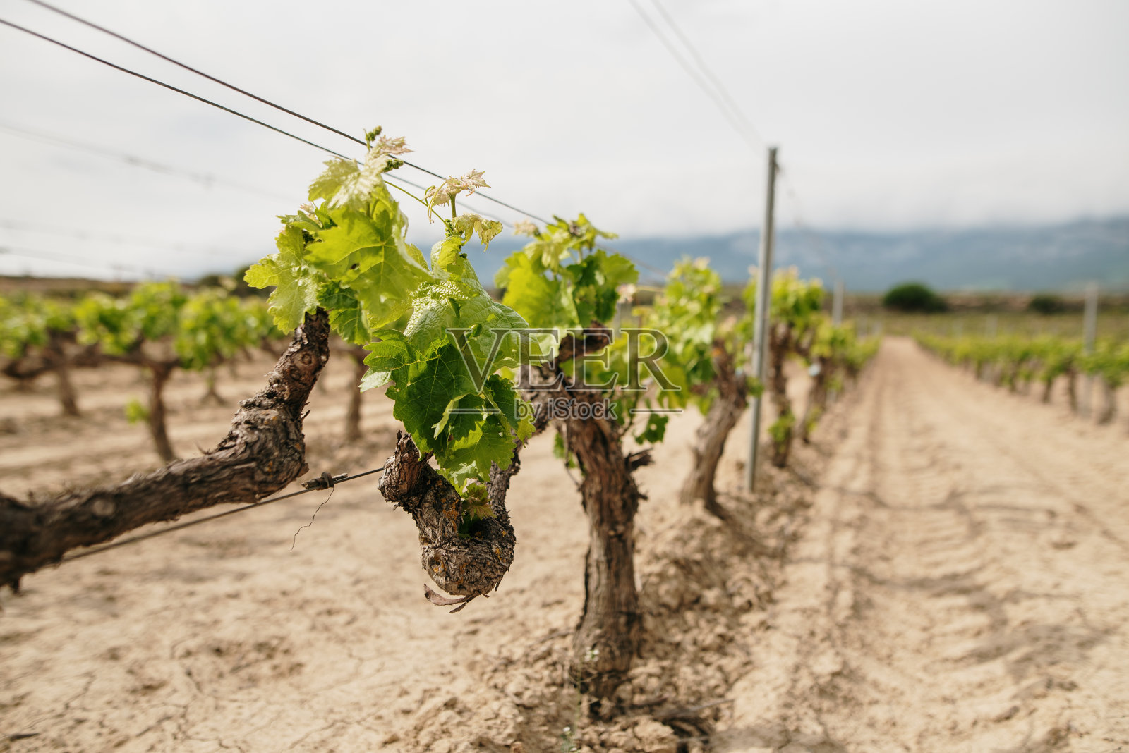藤蔓的细节照片摄影图片