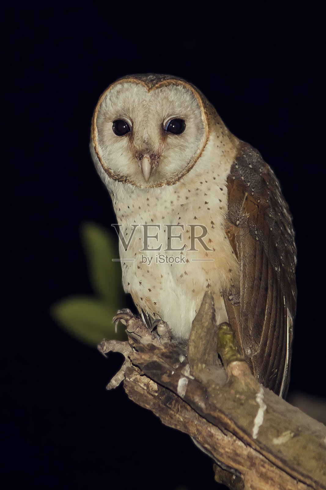 谷仓猫头鹰在夜间鸟股票照片照片摄影图片