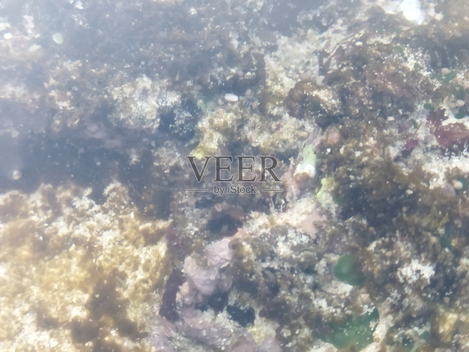 海上螃蟹照片摄影图片