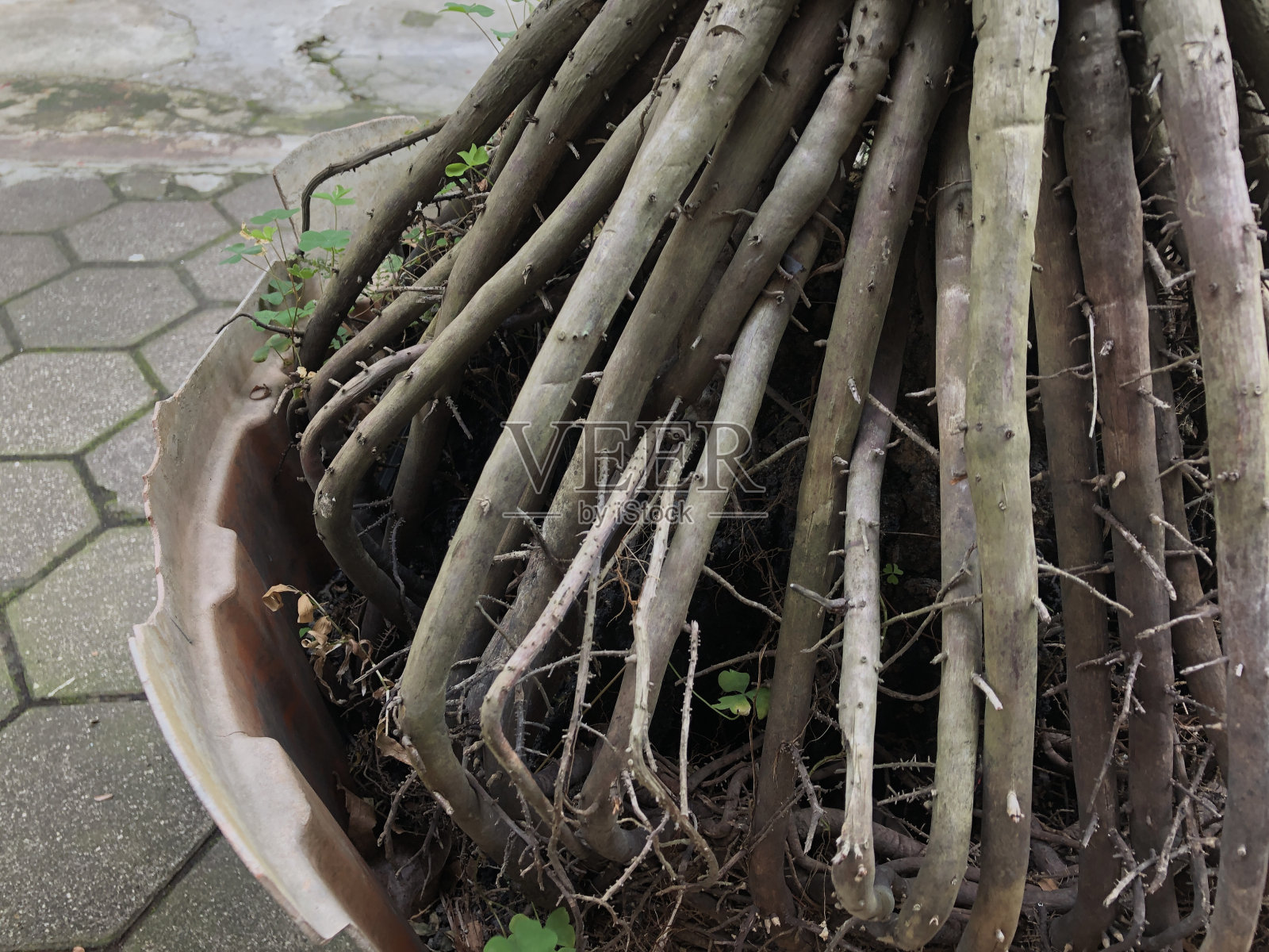 棕榈根照片摄影图片