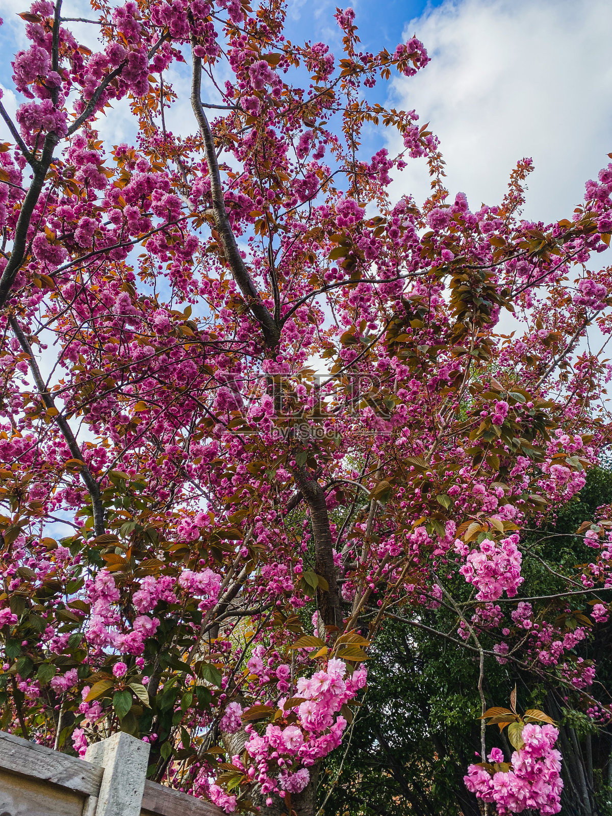 盛开的春天照片摄影图片