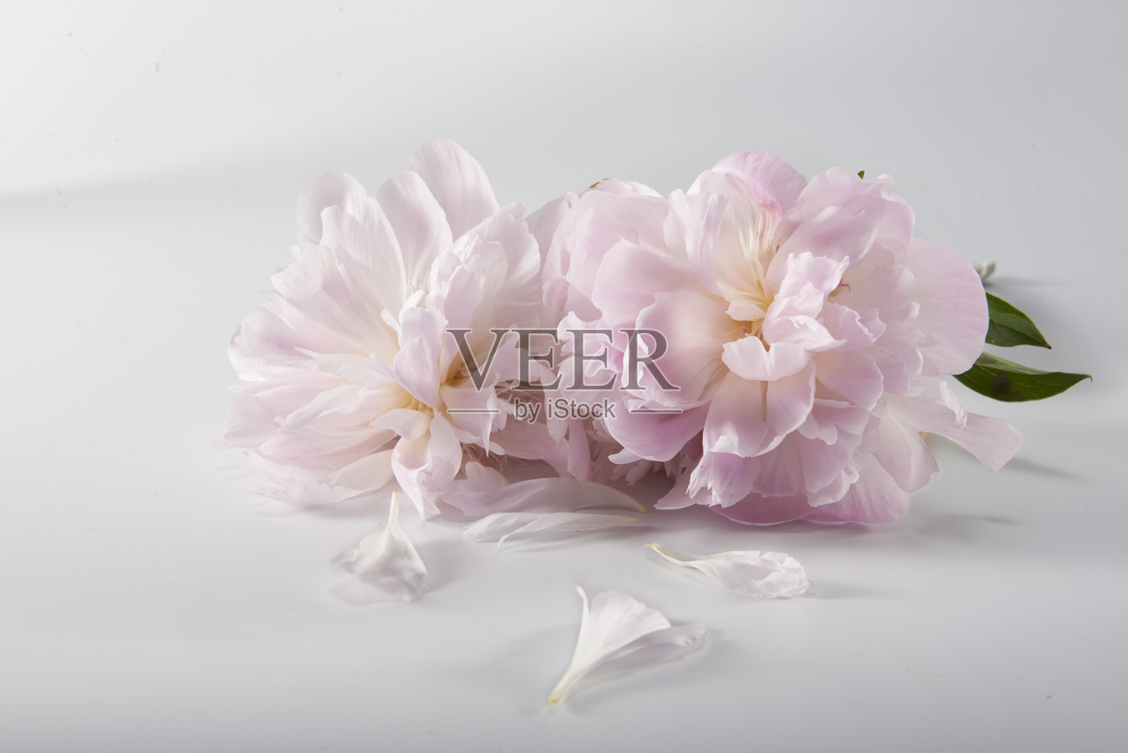 盛开的芍药照片摄影图片