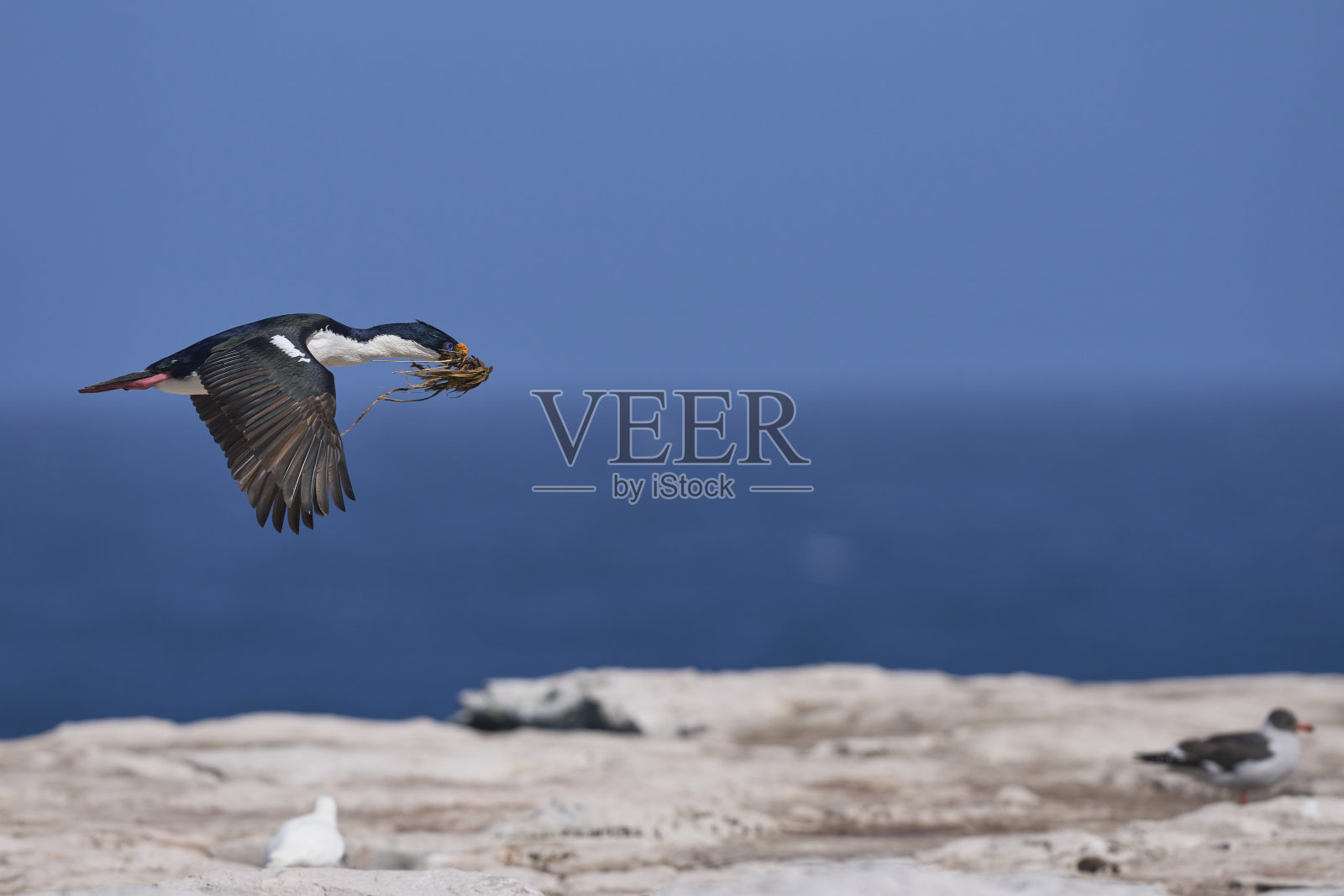 搬运筑巢材料的皇家毛毡照片摄影图片