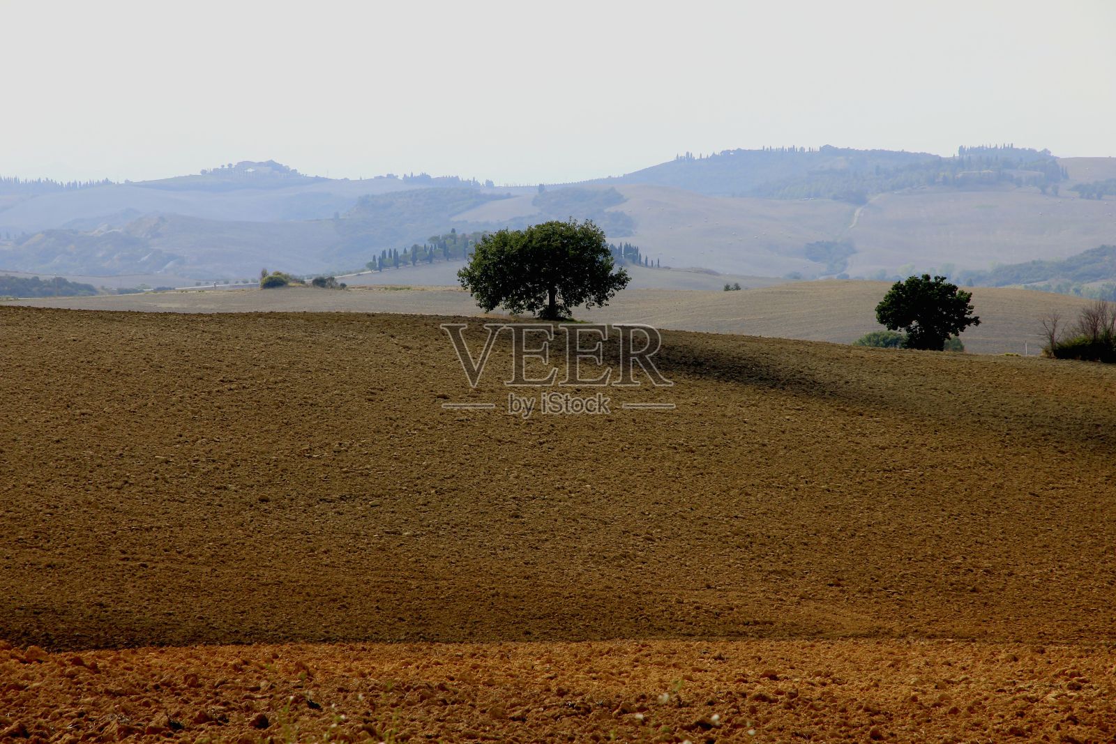 充满活力的景观，郁郁葱葱的绿色树木在一个开放的领域照片摄影图片