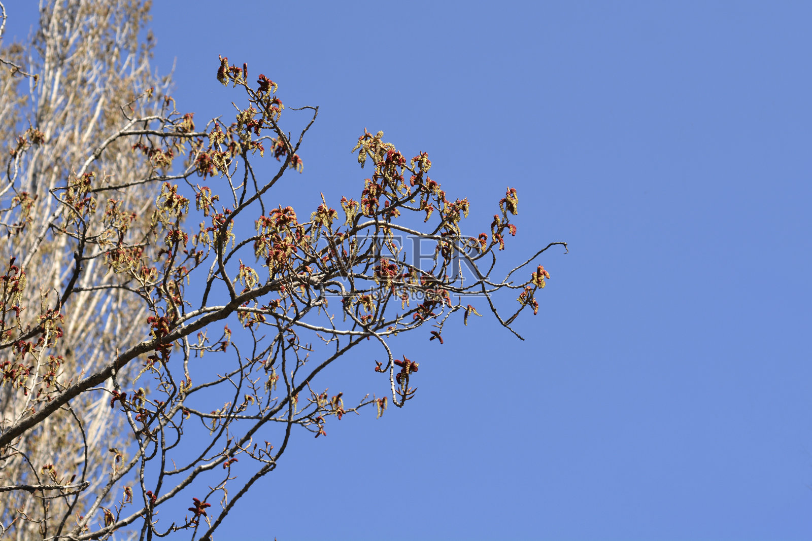 伦巴第杨树照片摄影图片