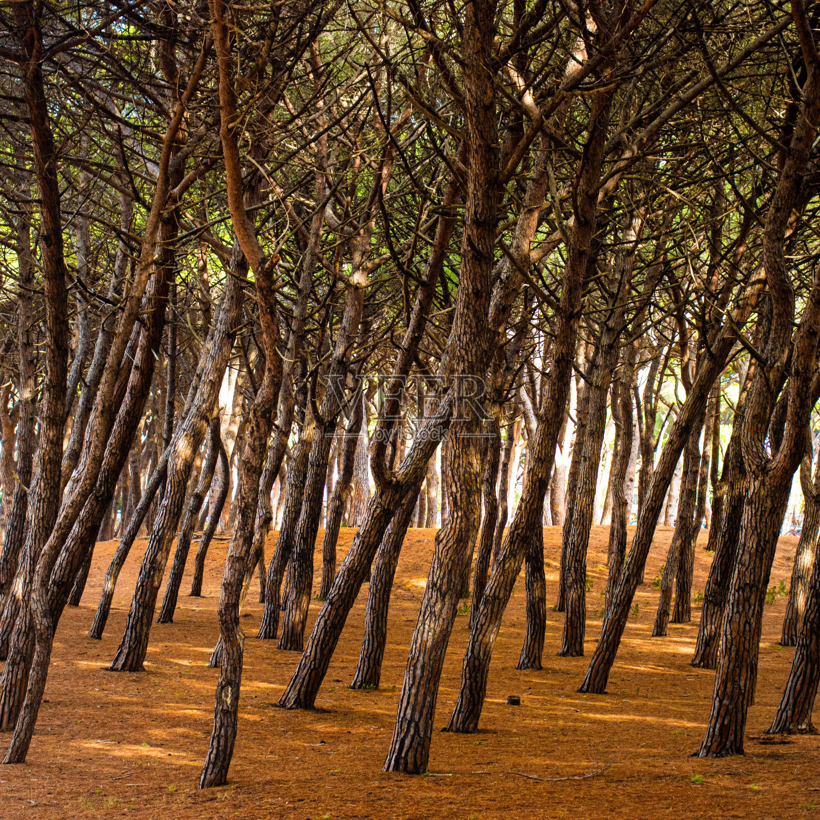 风景优美的树林景观，橙色的土壤覆盖着地面照片摄影图片