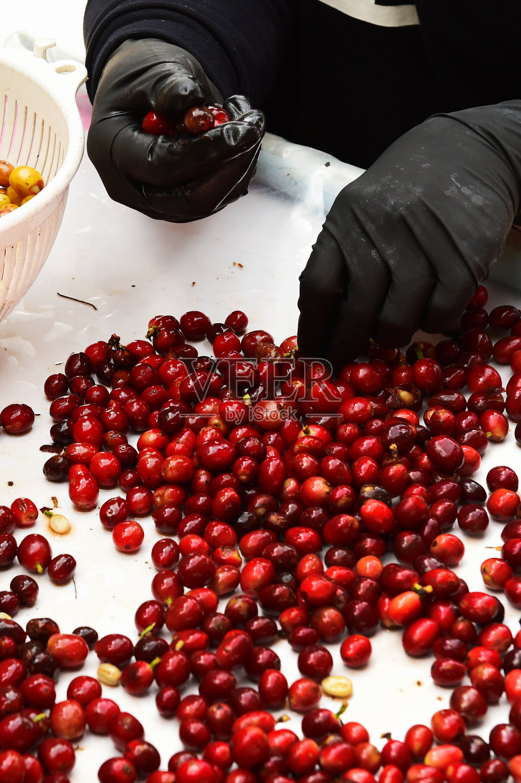 新鲜咖啡豆的特写照片摄影图片