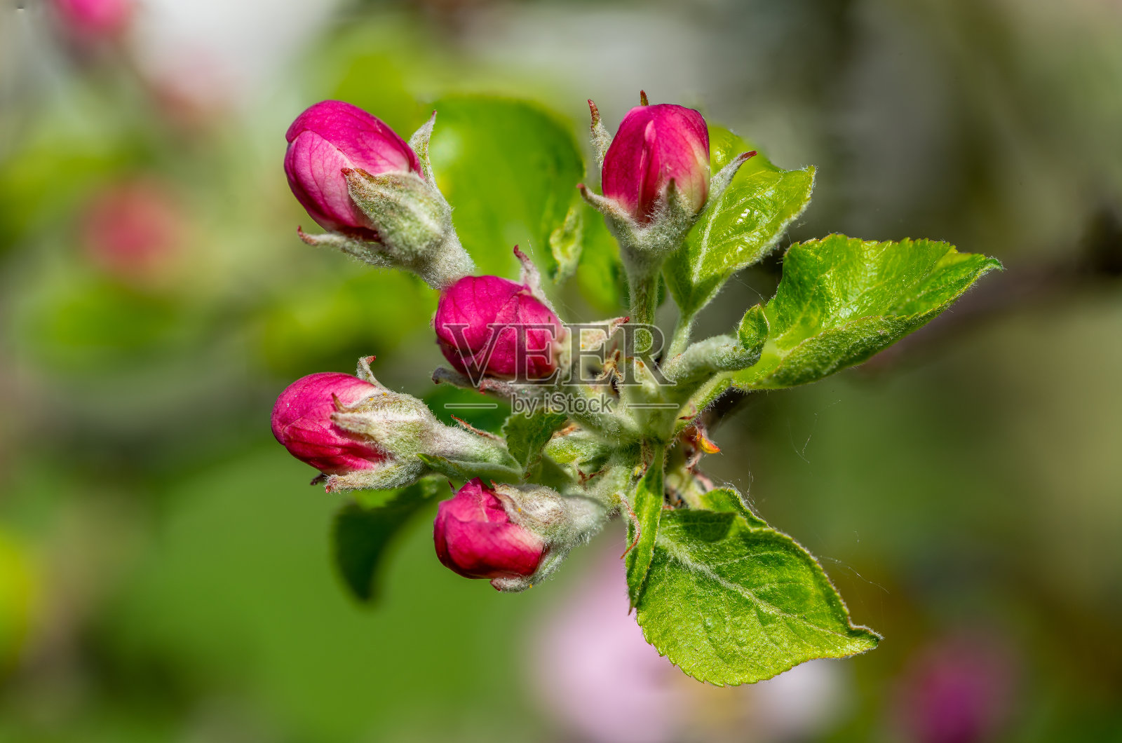 微距拍摄粉红色和白色的苹果树花背景照片摄影图片
